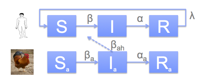 STEM AvianFluModel.JPG